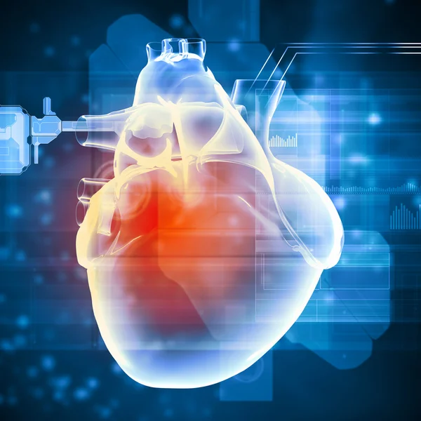 Human heart beats — Stock Photo, Image