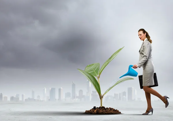 Zakelijke vrouw drenken sprout — Stockfoto