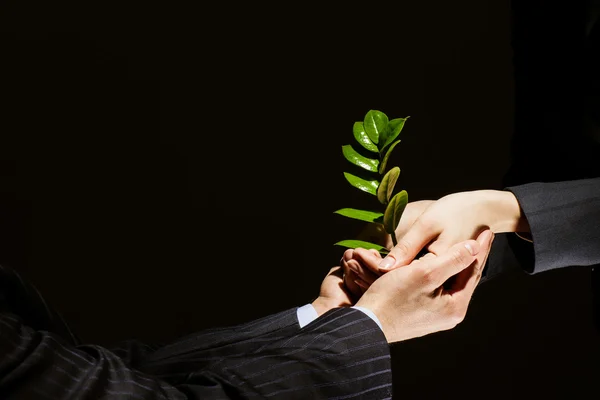 Sprout in hands — Stock Photo, Image