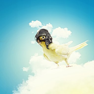 Pilot şapkası papağan