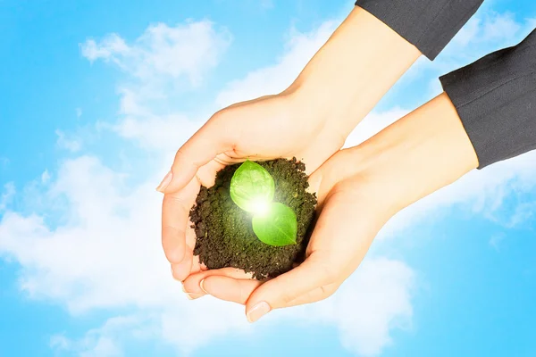 Sprout in hands — Stock Photo, Image