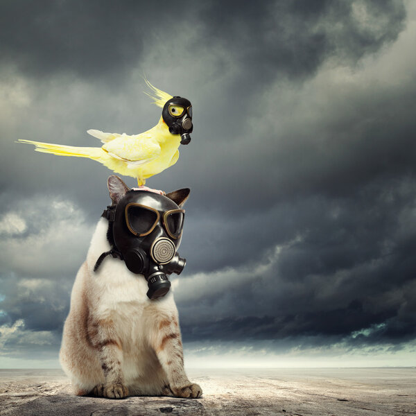 Cat and parrot in gas masks