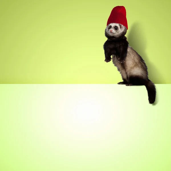 Polecat sentado no banner — Fotografia de Stock