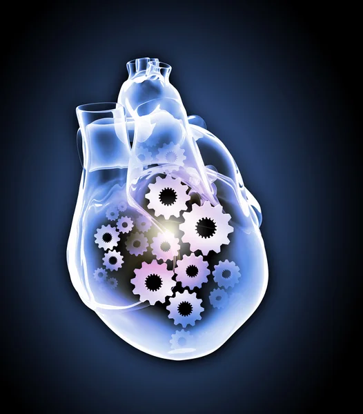 Human heart — Stock Photo, Image