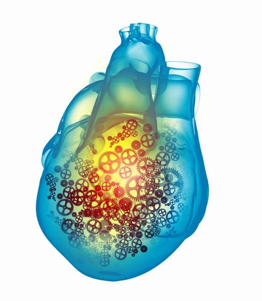 Human heart — Stock Photo, Image