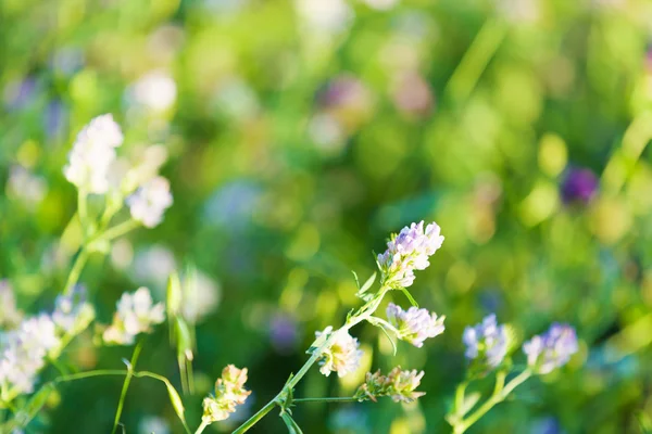 Blommor i fältet — Stockfoto