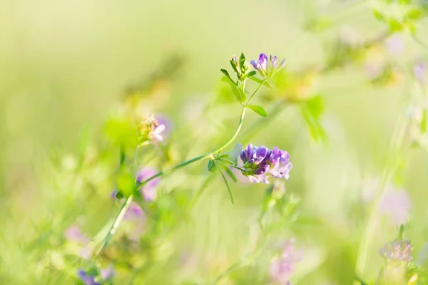 フィールドの花 — ストック写真