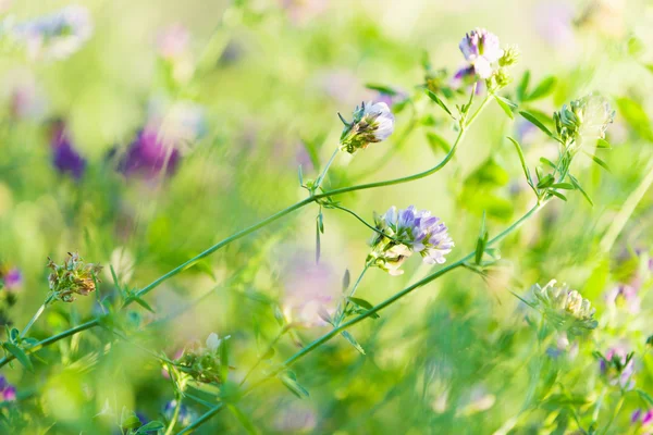 Blommor i fältet — Stockfoto