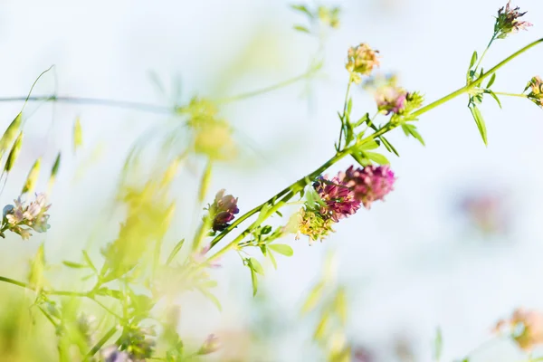 Blommor i fältet — Stockfoto