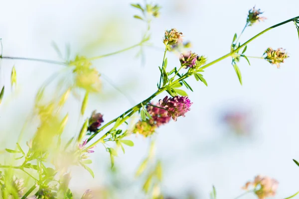 Flowers in field — Stock Photo, Image