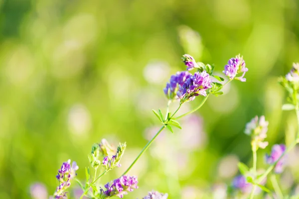 Flowers in field — Stock Photo, Image