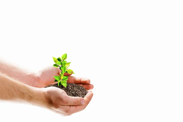 Sprout in hands — Stock Photo, Image