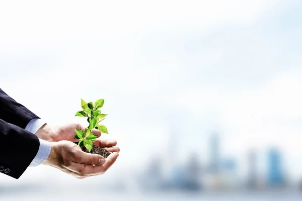 Keimen in den Händen — Stockfoto