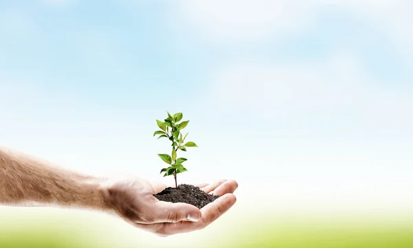 Sprout in hands — Stock Photo, Image