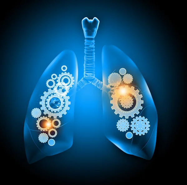 Human lungs — Stock Photo, Image