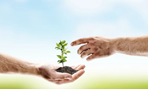 Sprout in hands — Stock Photo, Image