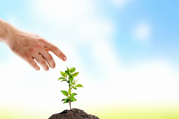 Sprout in hands — Stock Photo, Image