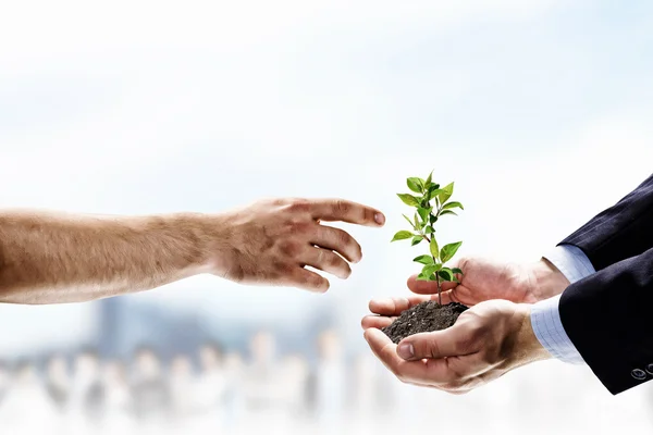 Sprout in hands — Stock Photo, Image