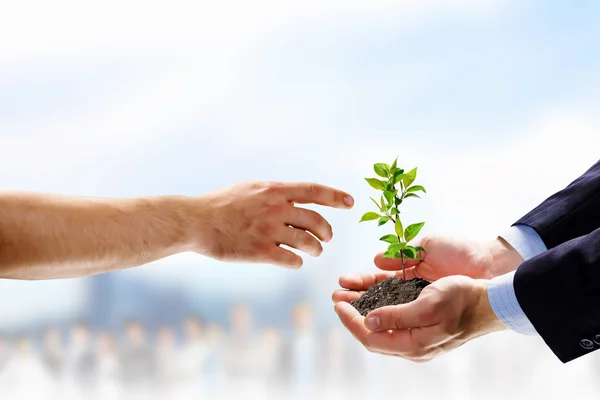 Sprout in hands — Stock Photo, Image