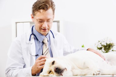 köpek veteriner Kliniği