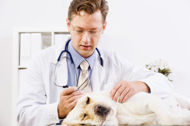 köpek veteriner Kliniği