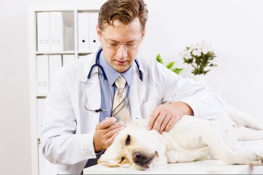 köpek veteriner Kliniği