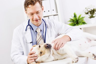 köpek veteriner Kliniği