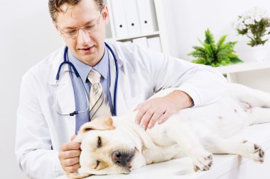 köpek veteriner Kliniği