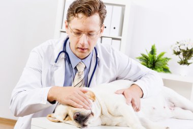 köpek veteriner Kliniği