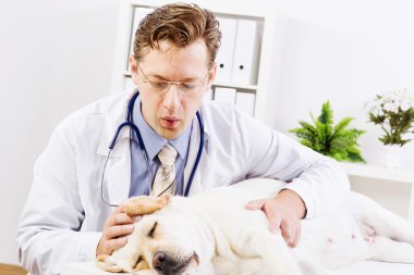 köpek veteriner Kliniği