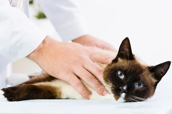 Gato na clínica veterinária — Fotografia de Stock