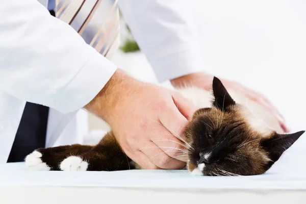 Cat at vet clinic — Stock Photo, Image