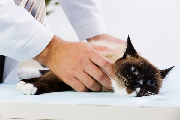 Cat at vet clinic — Stock Photo, Image