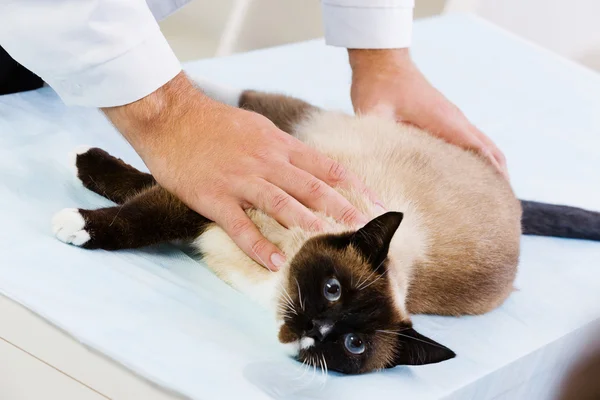 Gato en clínica veterinaria — Foto de Stock