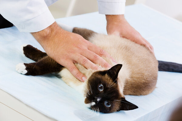 Cat at vet clinic