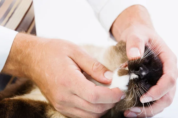 Katt på veterinär klinik — Stockfoto