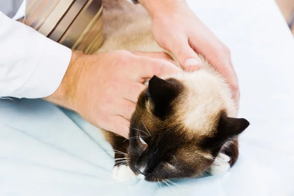 Gato en clínica veterinaria — Foto de Stock