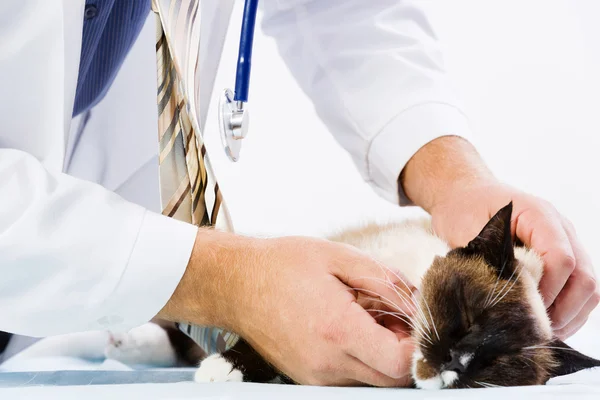 Cat at vet clinic — Stock Photo, Image