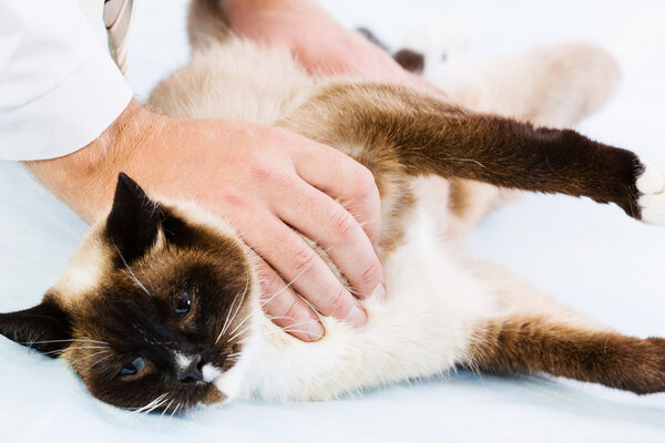 Cat at vet clinic