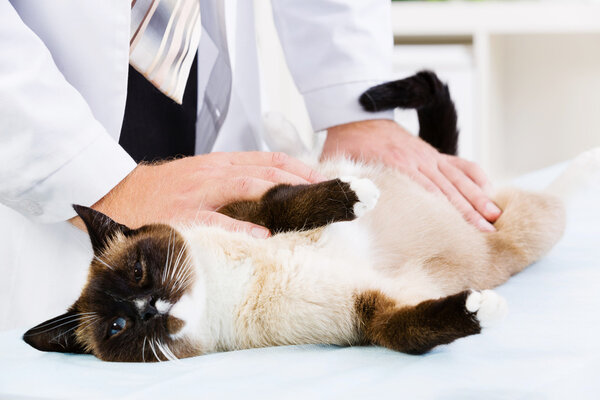 Cat at vet clinic