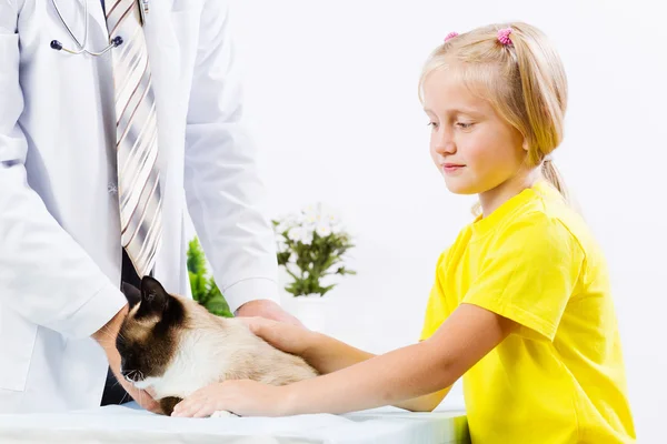 Kočka na veterinární klinice — Stock fotografie