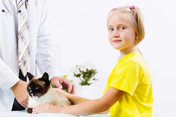 Gato na clínica veterinária — Fotografia de Stock
