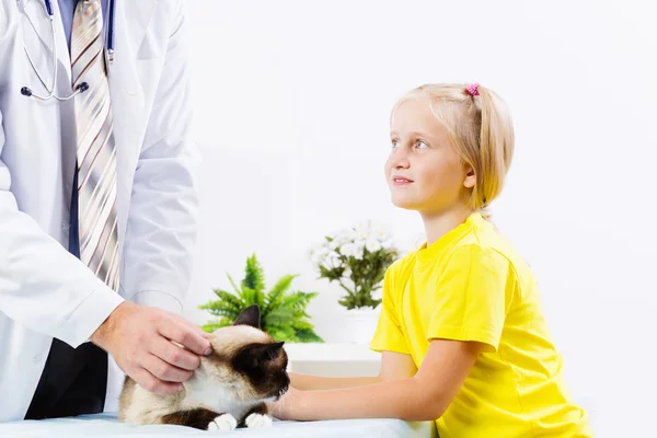 Gatto alla clinica veterinaria — Foto Stock