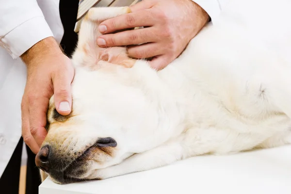 Dog at vet clinic — Stock Photo, Image