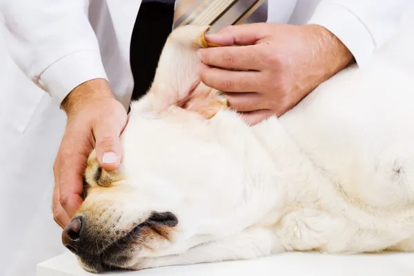 Cão na clínica veterinária — Fotografia de Stock