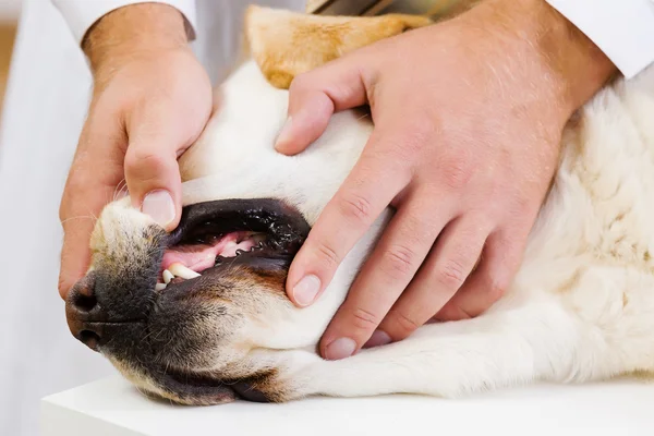 Dog at vet clinic — Stock Photo, Image