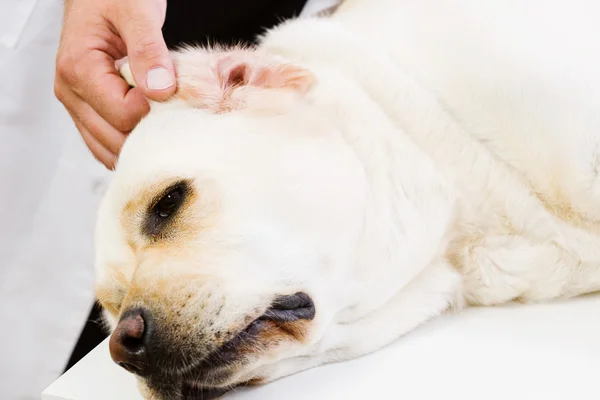 Dog at vet clinic — Stock Photo, Image