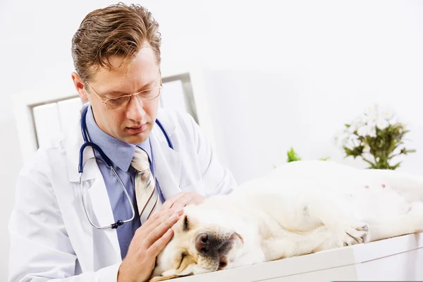 Perro en clínica veterinaria — Foto de Stock