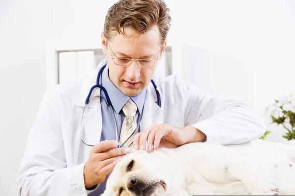 Dog at vet clinic — Stock Photo, Image