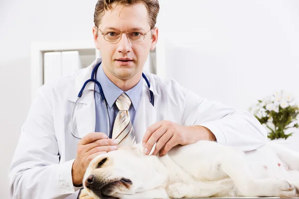 Cão na clínica veterinária — Fotografia de Stock